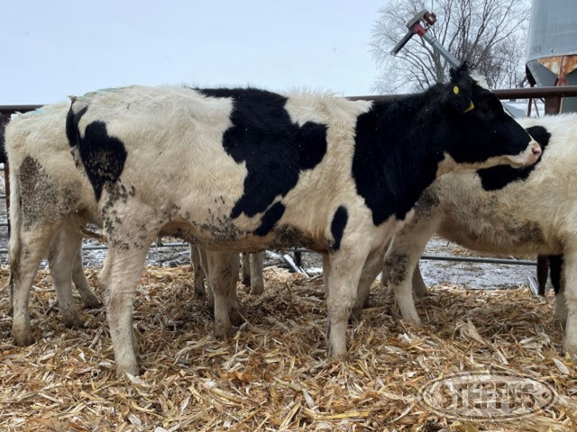(11 Head) Holstein open heifers